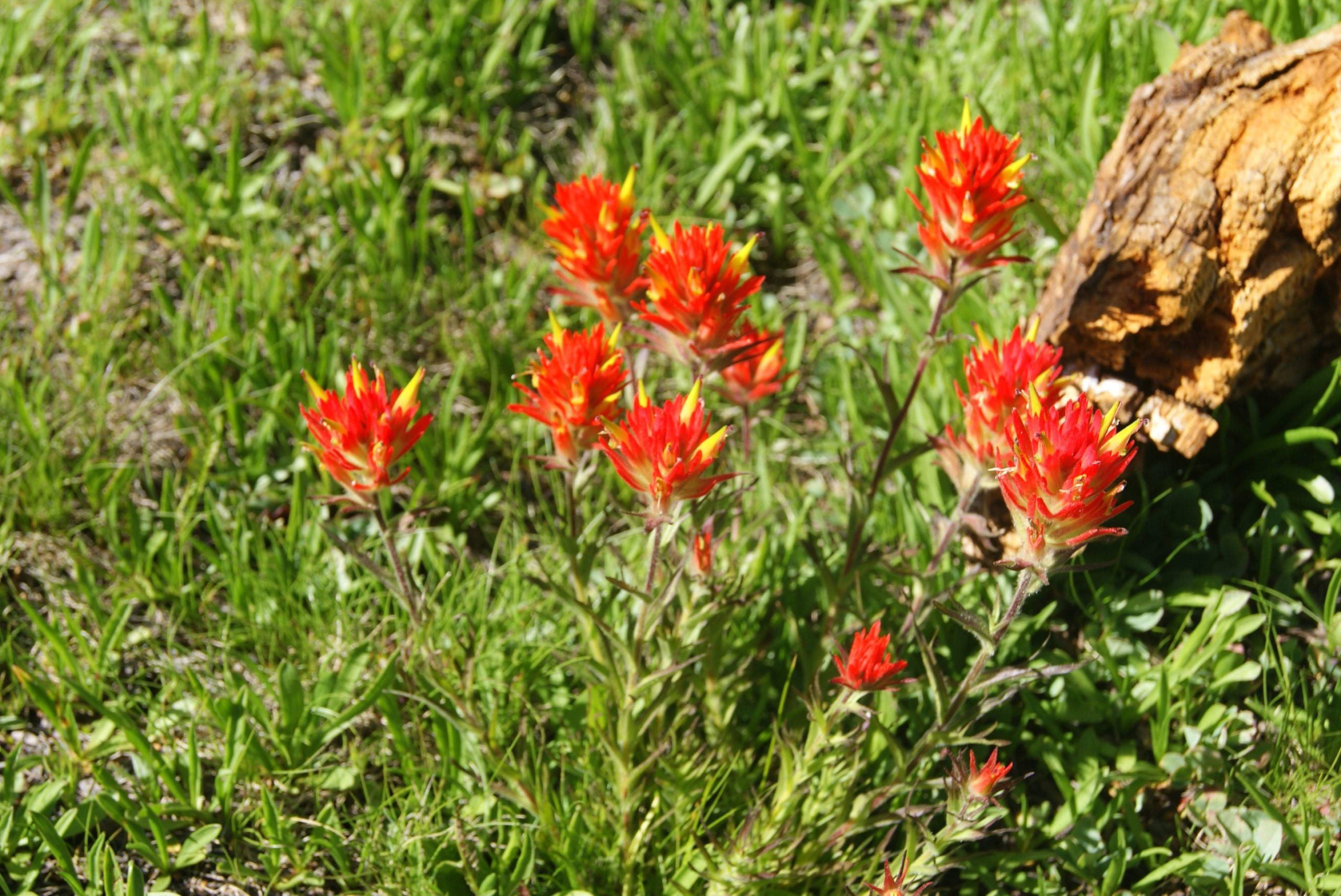 Sierra Nevada Flowers